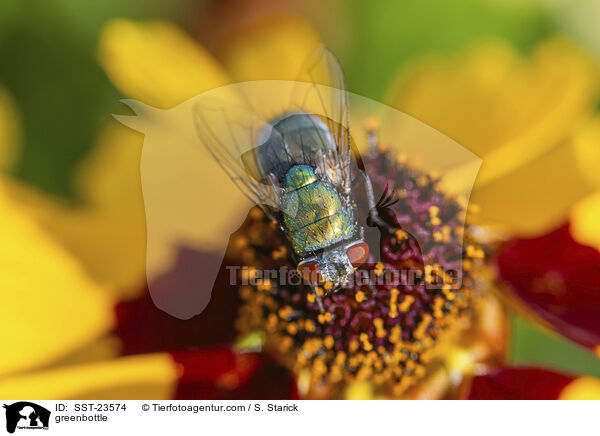 greenbottle / SST-23574