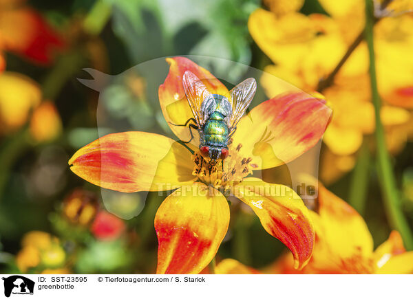 Goldfliege / greenbottle / SST-23595