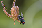 greenbottle fly