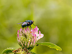 European green blowfly