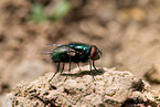 blowfly