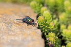 greenbottle