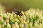 greenbottle