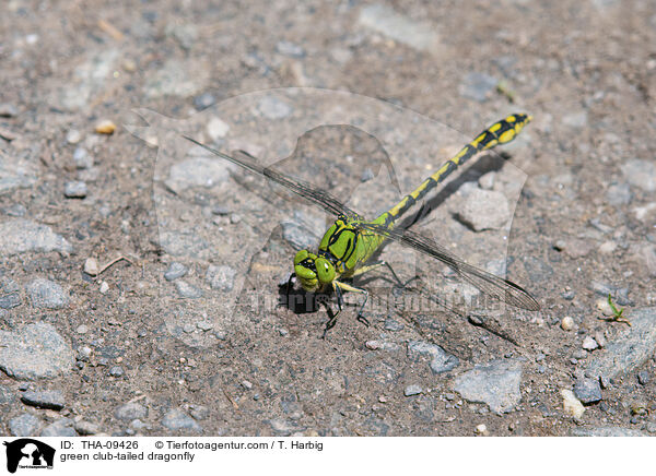 Grne Flussjungfer / green club-tailed dragonfly / THA-09426