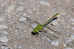 green club-tailed dragonfly