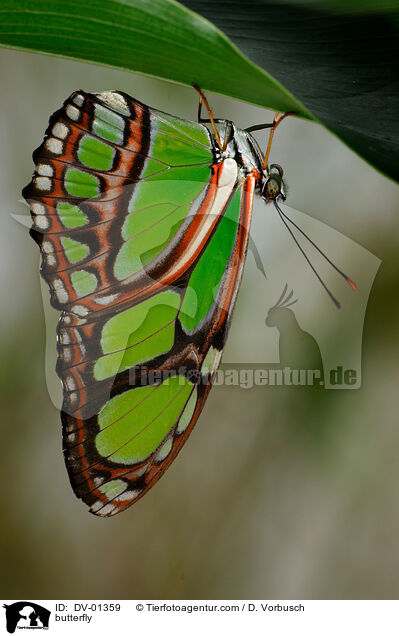 butterfly / DV-01359
