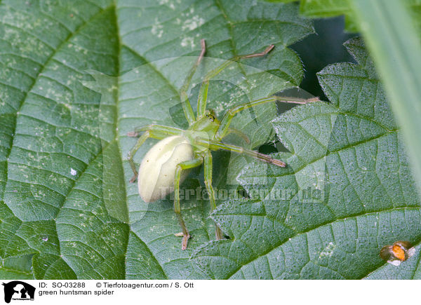 Grne Huschspinne / green huntsman spider / SO-03288