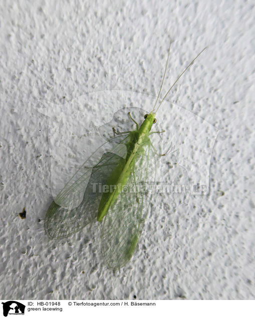 green lacewing / HB-01948