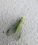 green lacewing