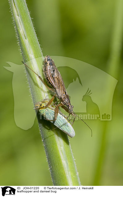 Binsenschmuckzikade und Sichelwanze / leafhopper and damsel bug / JOH-01220