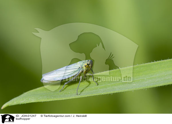 leafhopper / JOH-01247