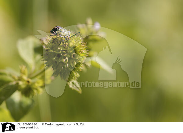 Grne Reiswanze / green plant bug / SO-03886