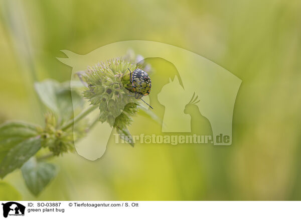 Grne Reiswanze / green plant bug / SO-03887