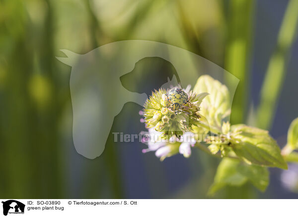 Grne Reiswanze / green plant bug / SO-03890