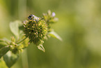 green plant bug