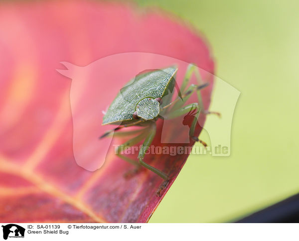 Grne Stinkwanze / Green Shield Bug / SA-01139