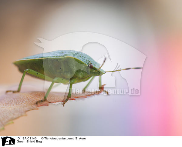 Grne Stinkwanze / Green Shield Bug / SA-01140