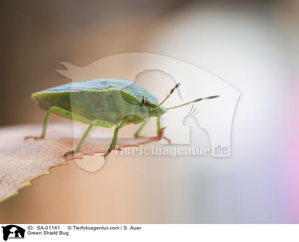 Grne Stinkwanze / Green Shield Bug / SA-01141