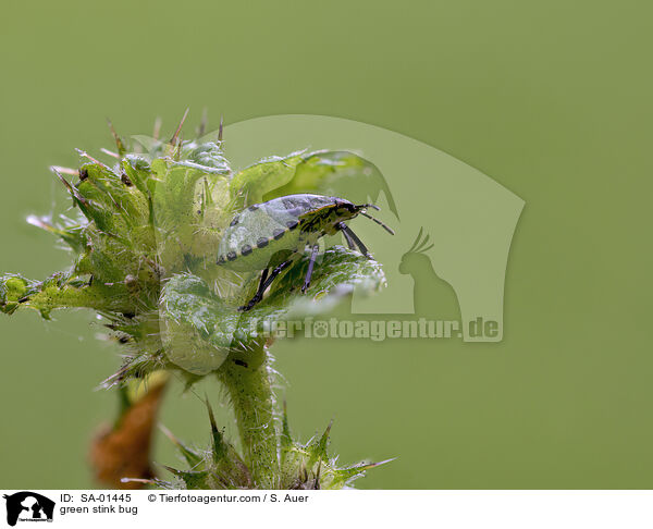 Grne Stinkwanze / green stink bug / SA-01445