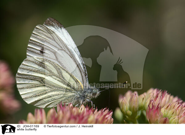 Rapsweiling / white butterfly / JOH-01169