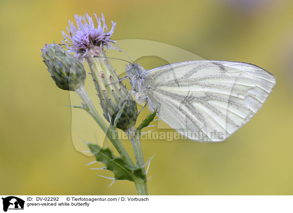 green-veined white butterfly / DV-02292