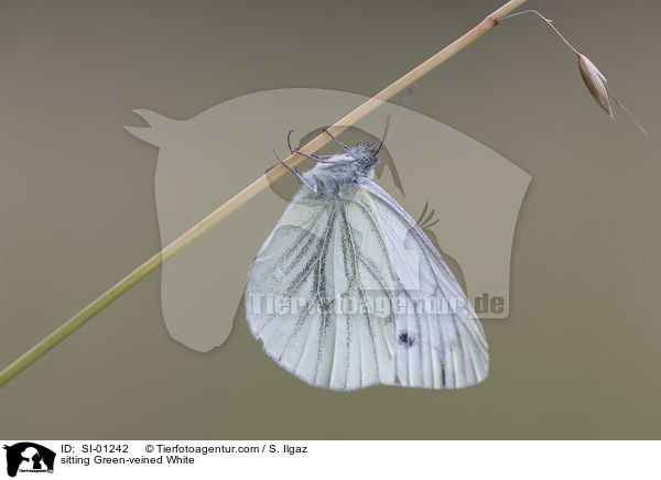 sitzender Grnader-Weiling / sitting Green-veined White / SI-01242