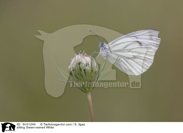 sitting Green-veined White / SI-01244