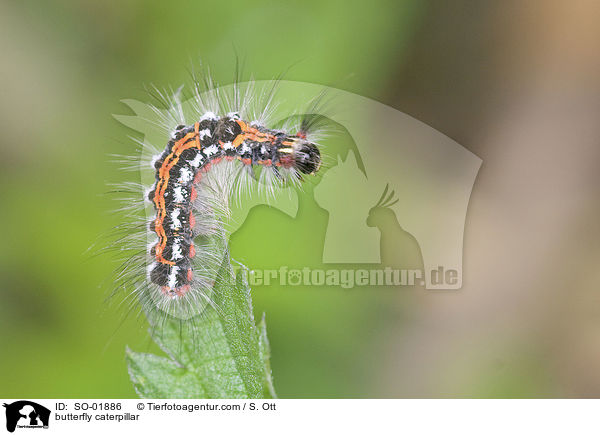 Raupe des Osterluzeifalters / butterfly caterpillar / SO-01886