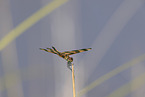 Halloween pennant