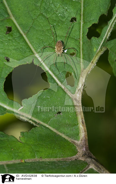 harvestman / AVD-02638