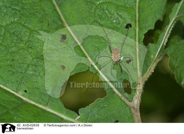 harvestman / AVD-02639