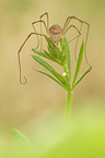 harvestman