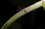 harvestma