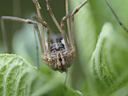 harvestman