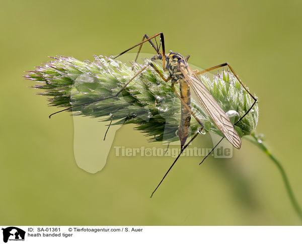 heath banded tiger / SA-01361