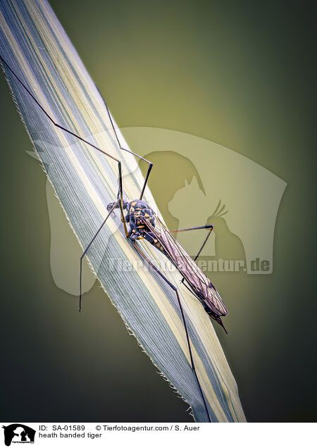 Gelbbindige Schnake / heath banded tiger / SA-01589