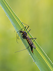 heath banded tiger