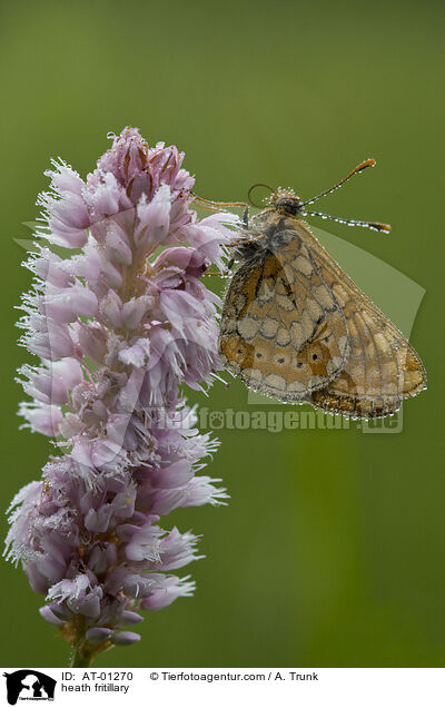 Gemeiner Scheckenfalter / heath fritillary / AT-01270