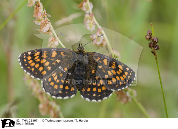 heath fritillary / THA-02867