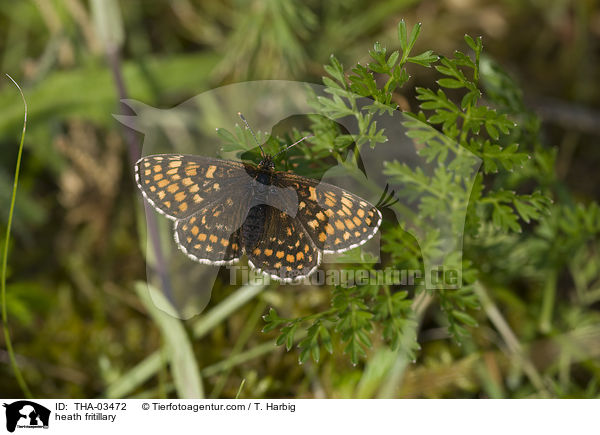 Gemeiner Scheckenfalter / heath fritillary / THA-03472