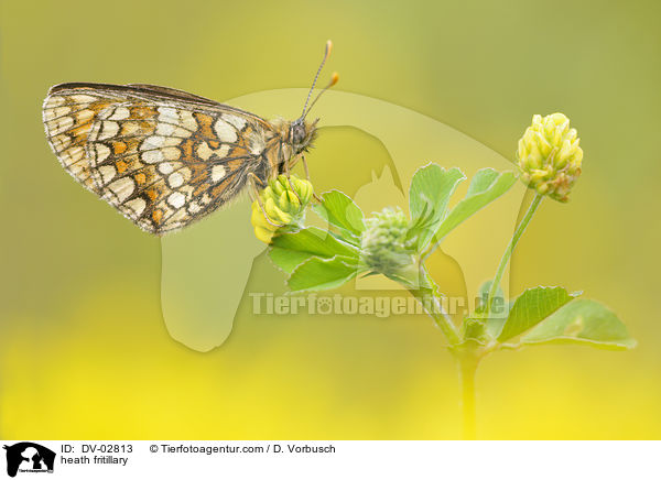 heath fritillary / DV-02813