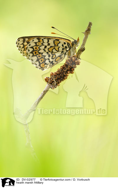 heath marsh fritillary / DV-02977