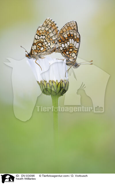 heath fritillaries / DV-03096