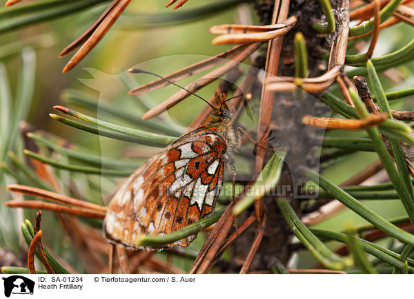 Wachtelweizen-Scheckenfalter / Heath Fritillary / SA-01234