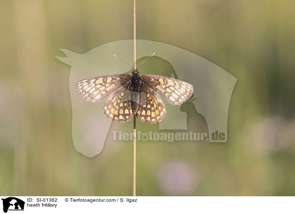 Wachtelweizen-Scheckenfalter / heath fritillary / SI-01362