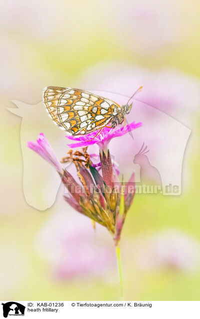 heath fritillary / KAB-01236