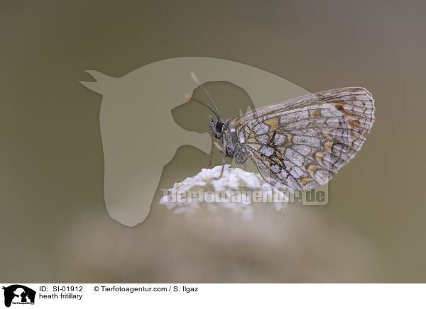 heath fritillary / SI-01912