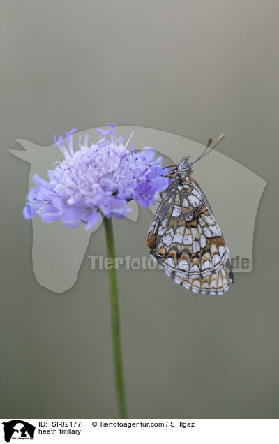 Wachtelweizen-Scheckenfalter / heath fritillary / SI-02177