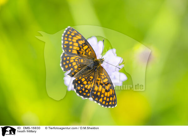 Wachtelweizen-Scheckenfalter / heath fritillary / DMS-16830