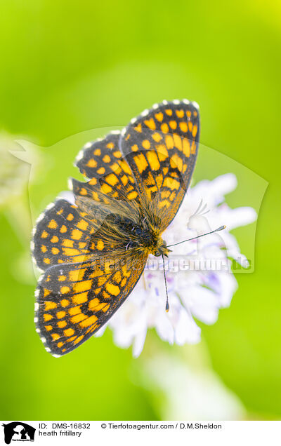 Wachtelweizen-Scheckenfalter / heath fritillary / DMS-16832